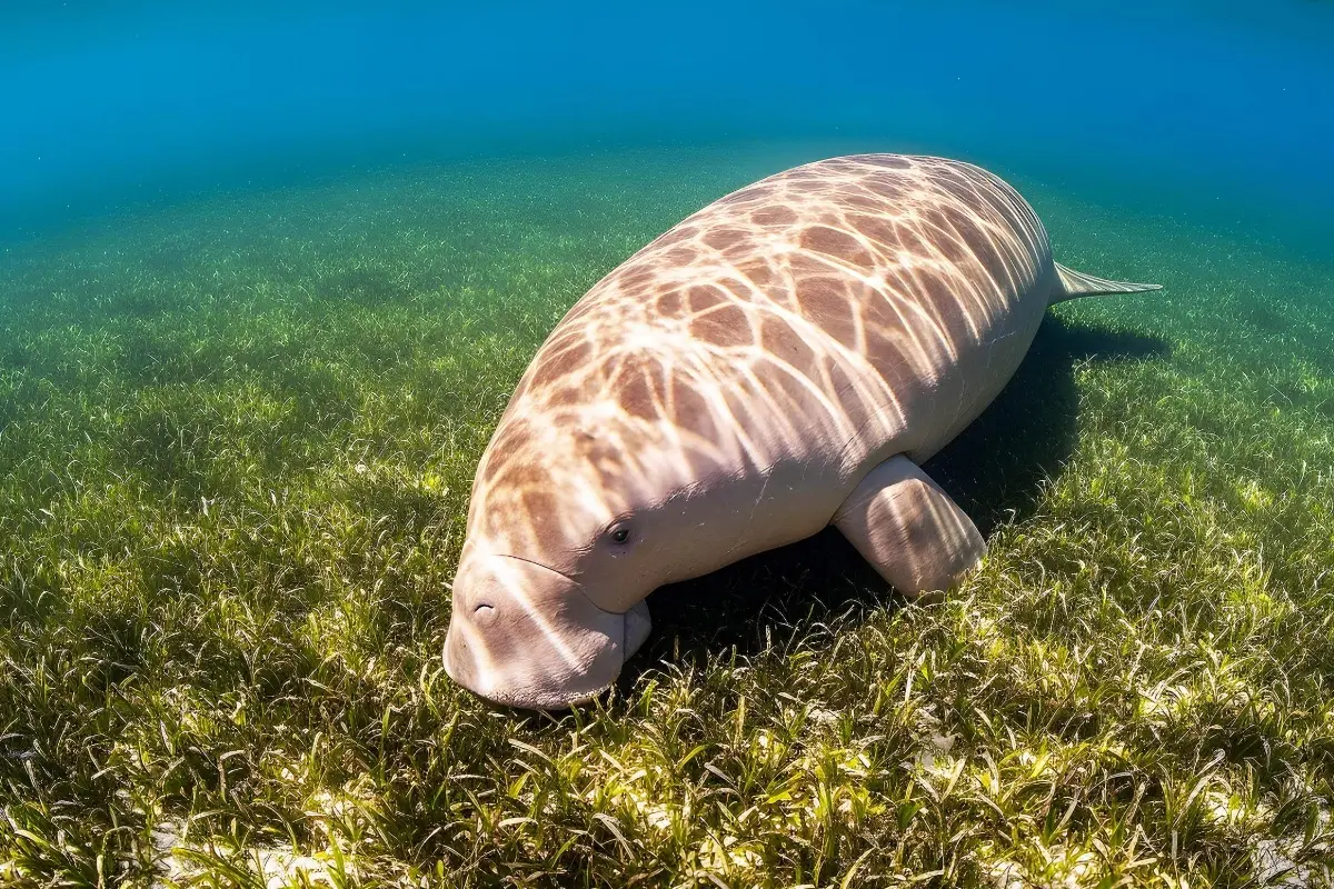Populasi Dugong di Australia Anjlok 50 Persen, Peneliti Soroti Ancaman Habitat