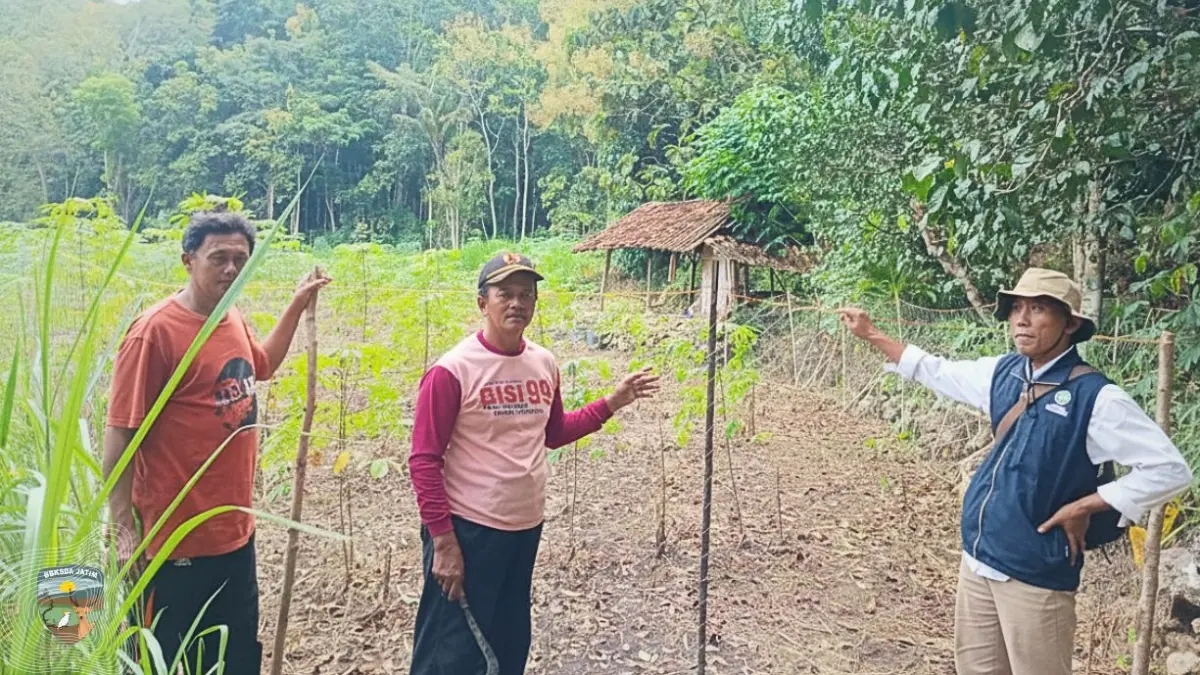 Monyet ekor panjang yang menyerang lahan pertanian