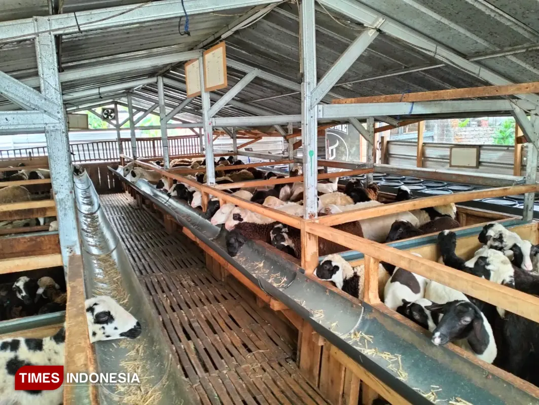 Peternakan Domba Tasikmalaya 3