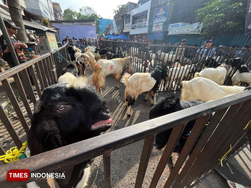 Puluhan hewan kurban diarak sebelum di sembelih di Kidul Pasar Kota Malang - 2