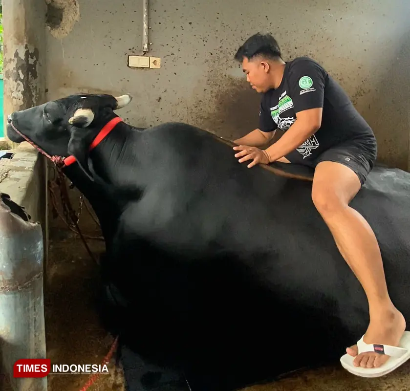 sapi kurban Presiden 2