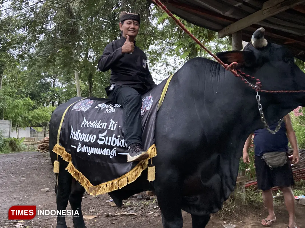 sapi kurban Presiden 3