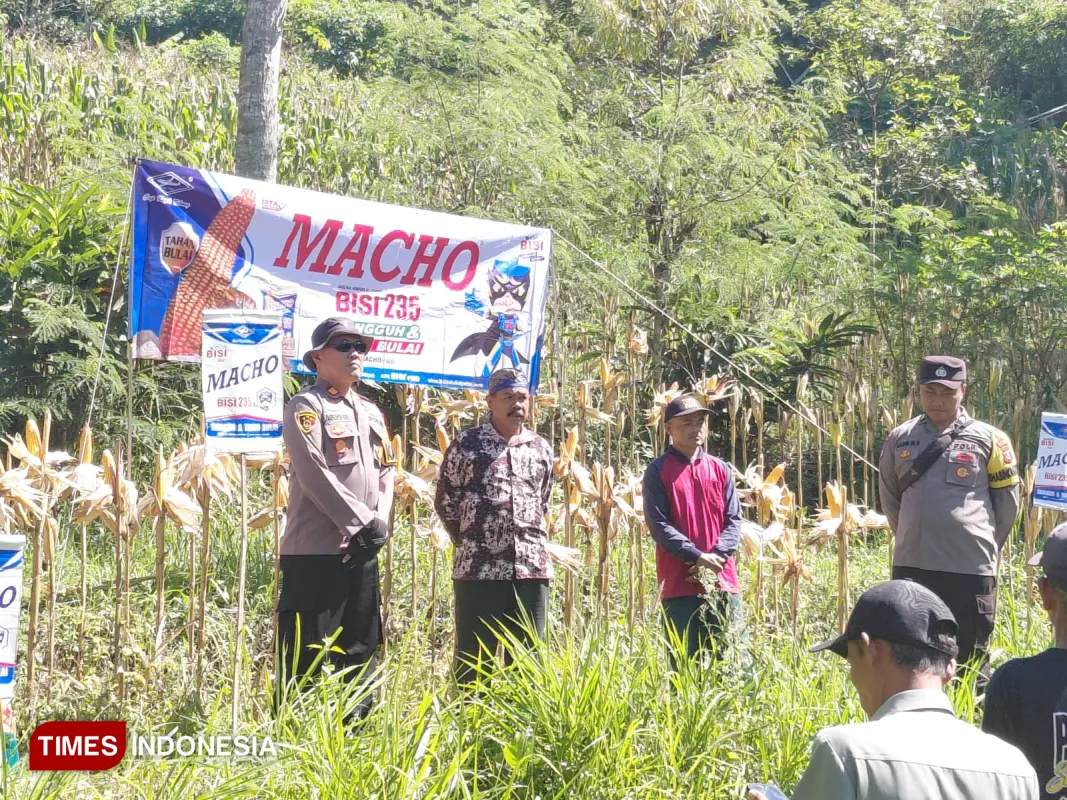 Panen jagung Pacitan 2