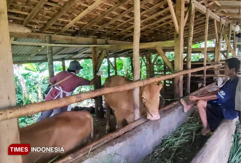 Petugas kesehatan hewan menyuntikkan vaksin ke sejumlah sapi di Pacitan. (FOTO: Yusuf Arifai/TIMES Indonesia)