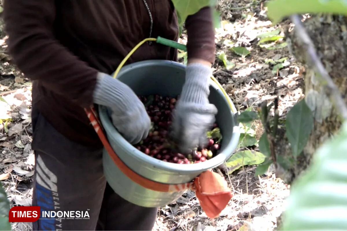 panen kopi
