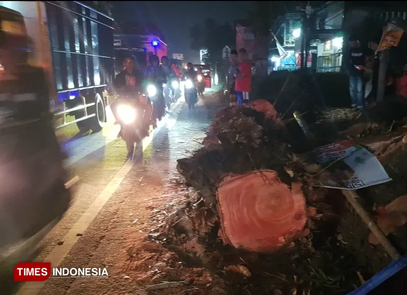 Besar pohon yang tumbang. (Foto: Achmad Fikyansyah/TIMES Indonesia)