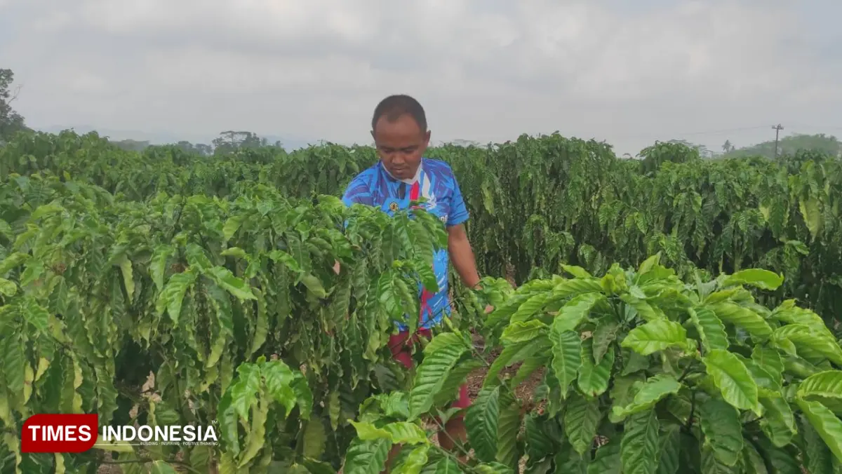 Tanaman kopi di daerah Pucungbedug, Purwanegara yang dikenal sebagai daerah rawan kekeringan