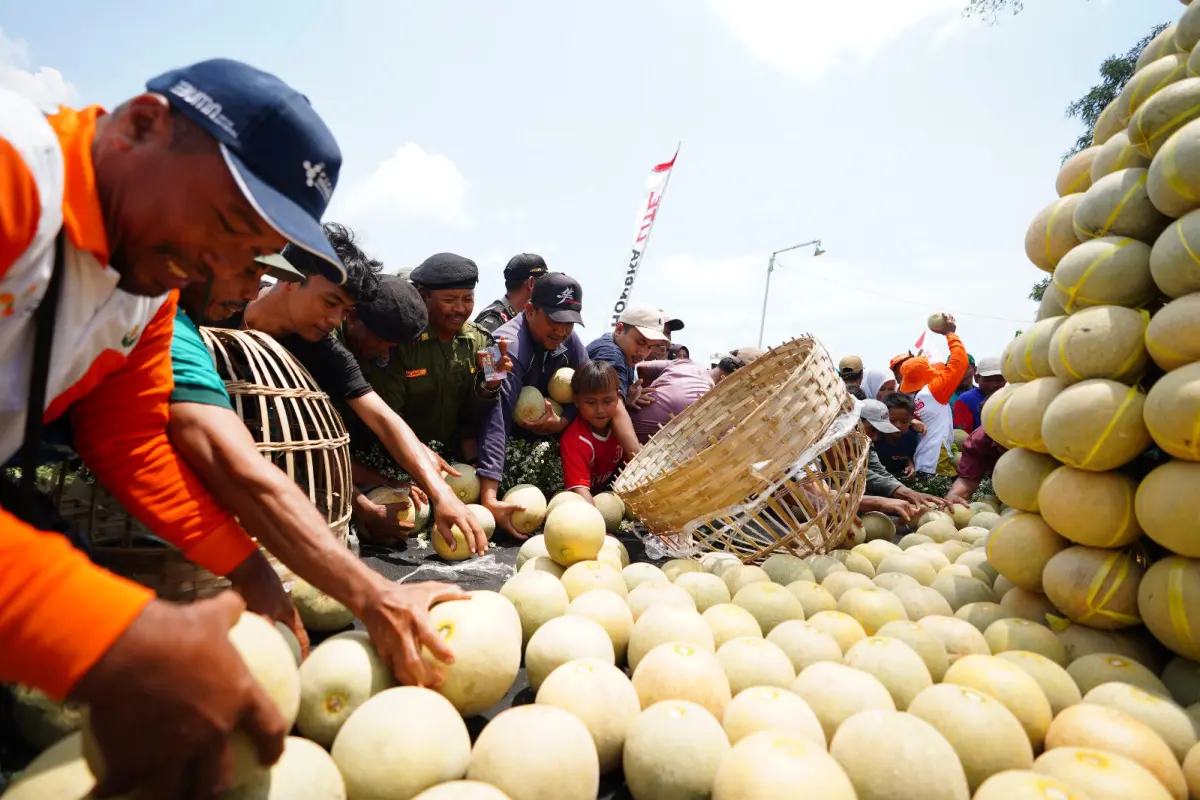 Hasil Panen Melon Pantura Naik 10 Persen Lewat Program Pestani