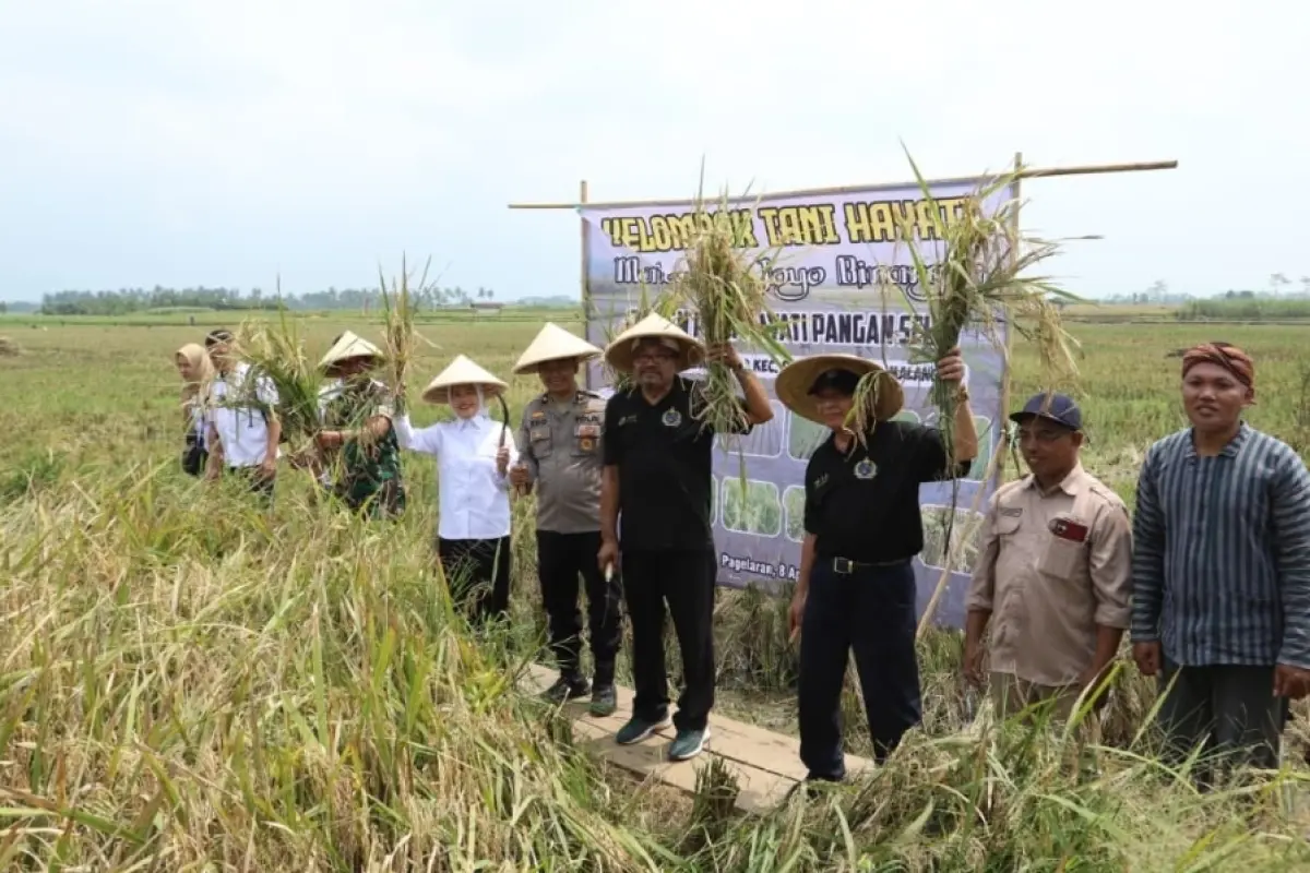 Panen Padi Hayati di Pagelaran, Wabup Malang Dorong Pertanian Ramah Lingkungan