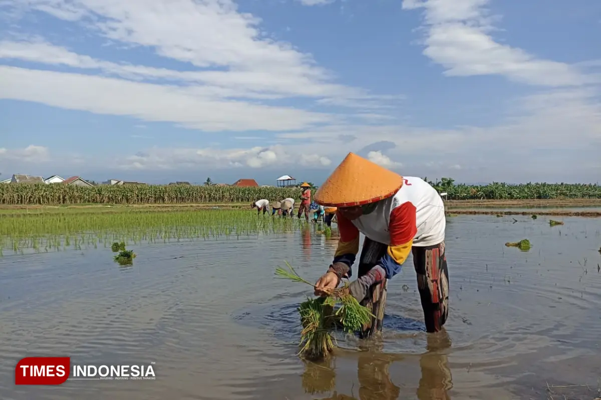 El Nino Godzilla Mengintai, Dispertan Banyuwangi Gaspol Petakan Air dan Ubah Pola Tanam