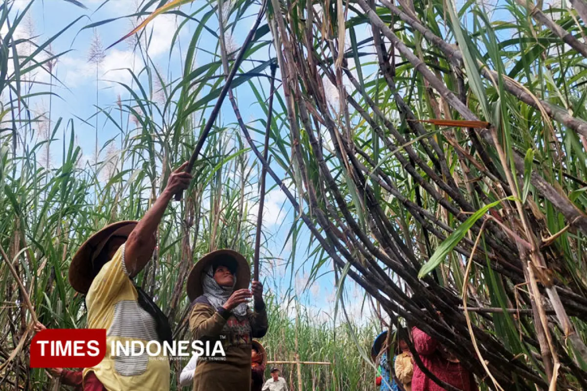 Getir di Balik Manisnya Tebu Malang, Menantang Mitos Swasembada di Tanah Tua