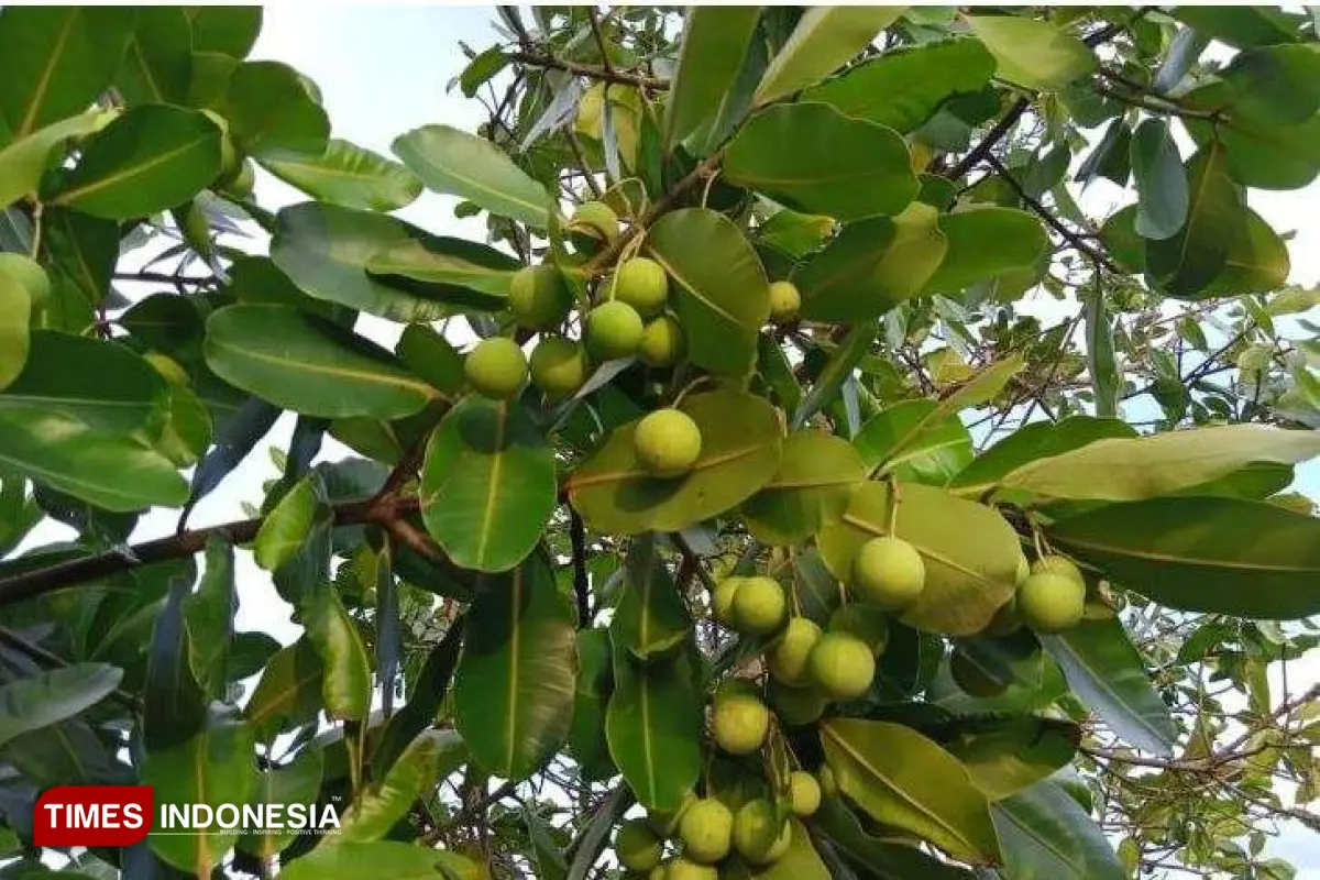 Potensi Energi Terbarukan dari Minyak Nyamplung dan Malapari, Solusi Ketahanan BBM Indonesia