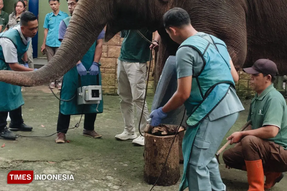 DKPP Kota Bandung Periksa Kesehatan Satwa Prioritas di Bandung Zoo