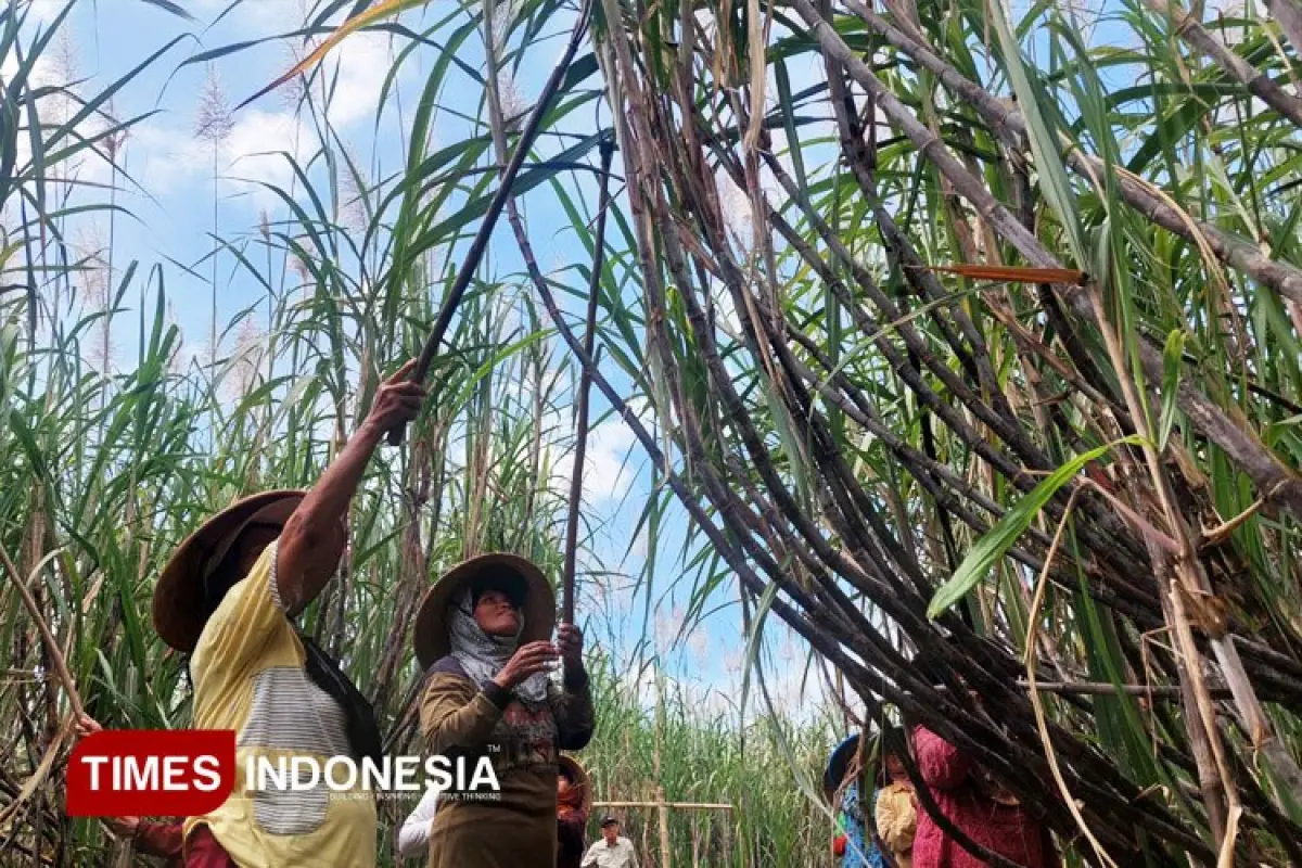 Menyusuri Labirin Gula di Tengah Ambisi Swasembada 2027