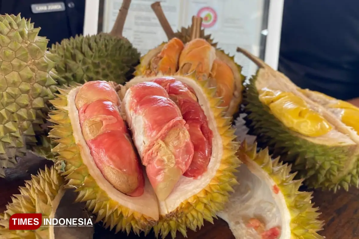 Buah durian merah