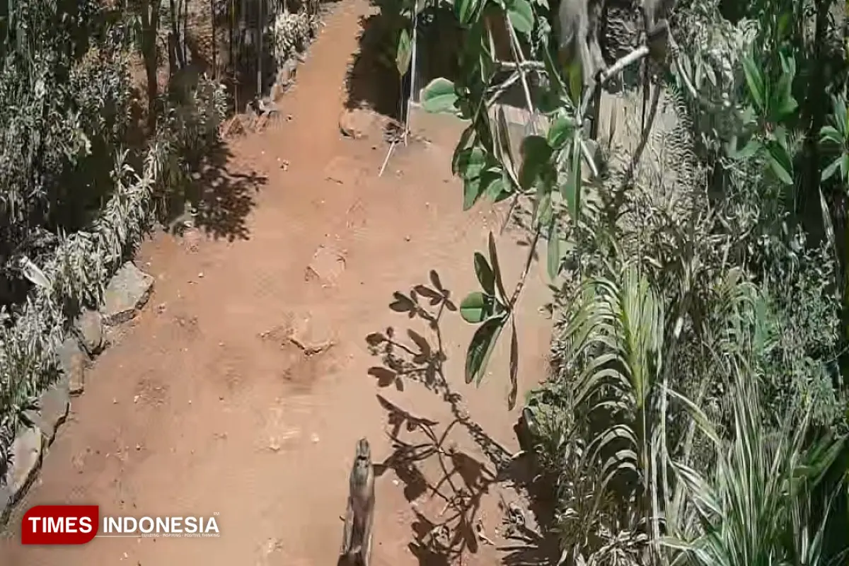 Serangan monyet ekor panjang menggila 2