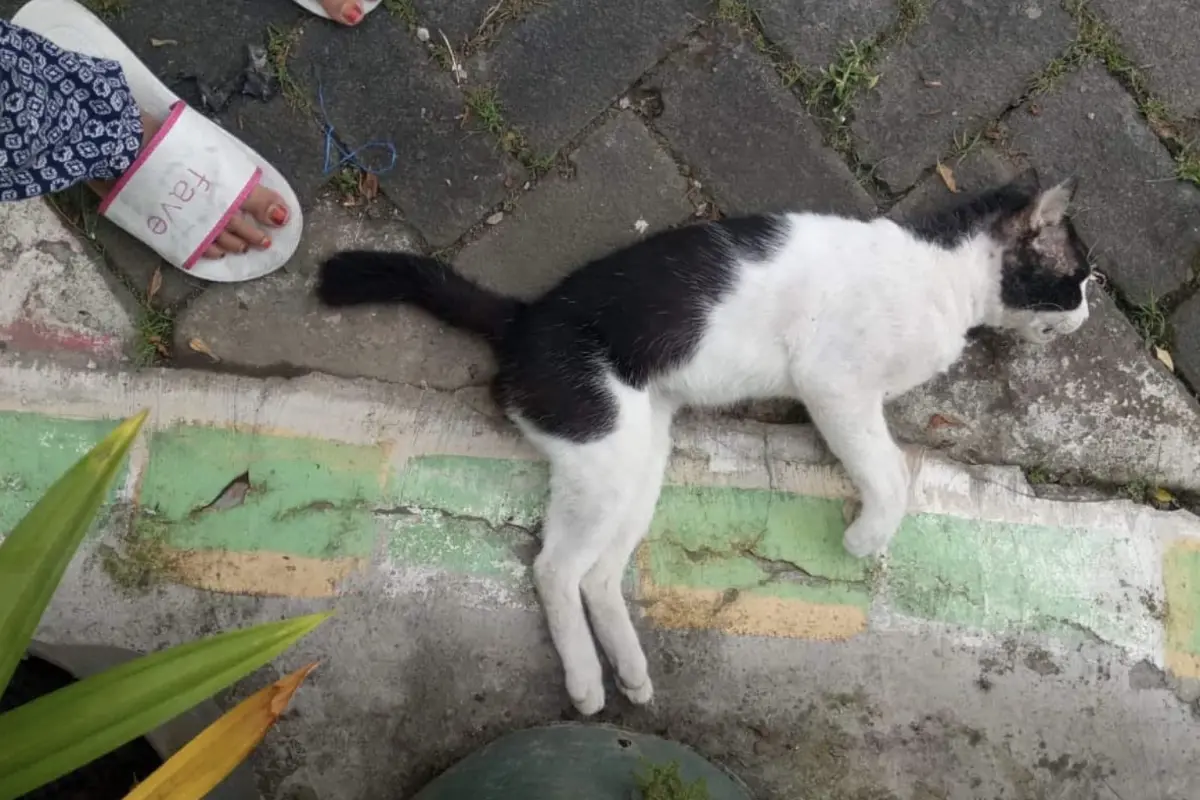 Teror Kucing Mati Massal Misterius Terjadi di Kota Malang, Warga Resah dan Trauma