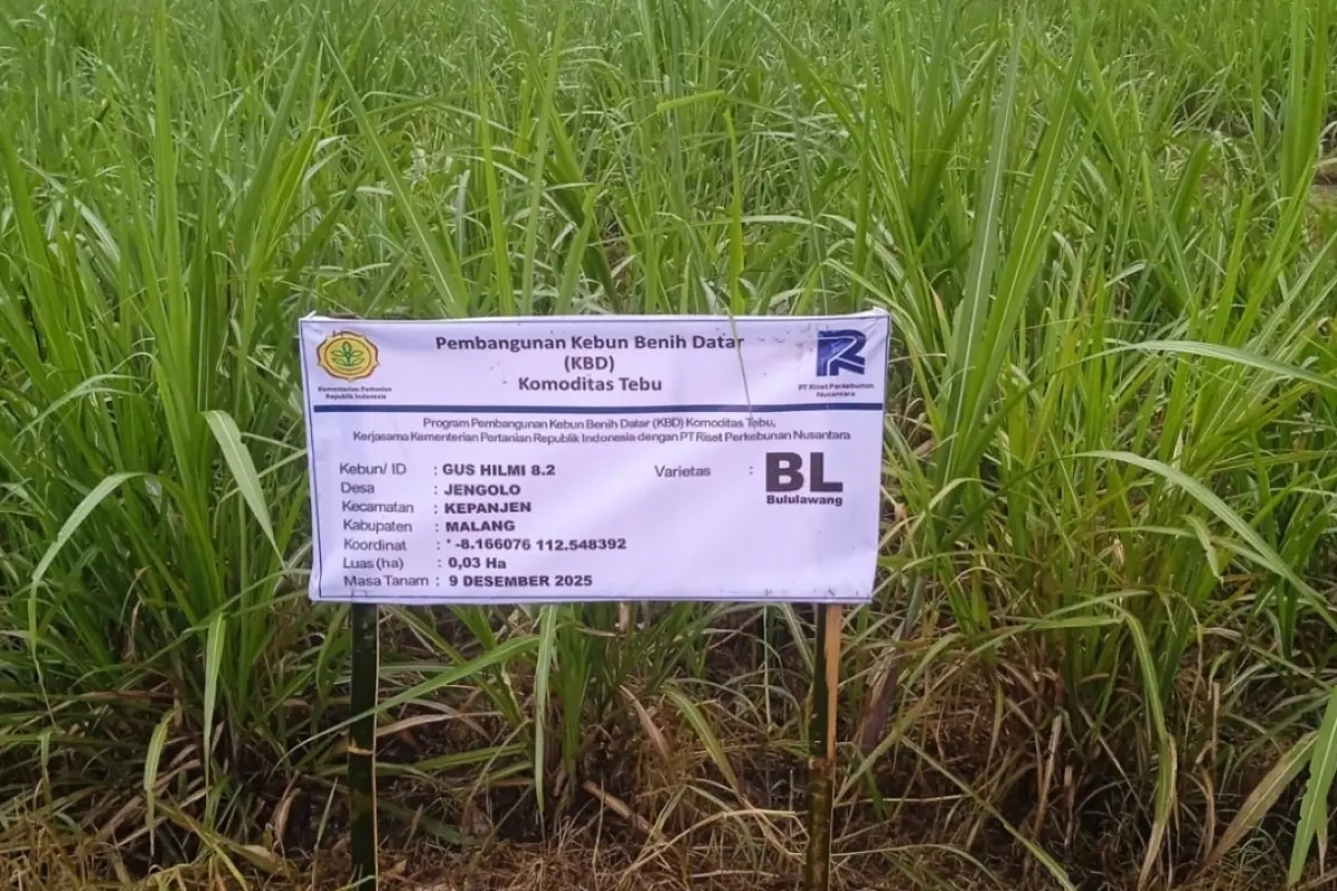 Program Kebun Benih Datar Tebu Diklaim Tingkatkan Keuntungan Petani