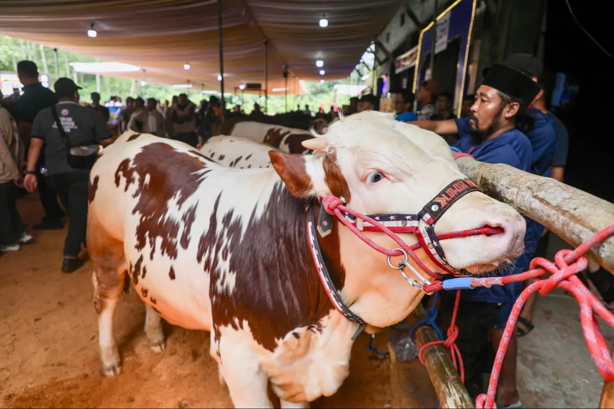 Gubernur Jateng Dorong Kontes Sapi Perah, Targetkan Kenaikan Produksi Susu