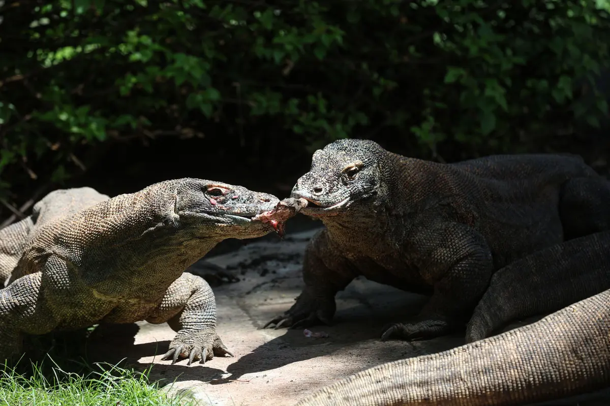 Eri Cahyadi: Komodo KBS akan Ditukar dengan Mamalia Merah Jepang