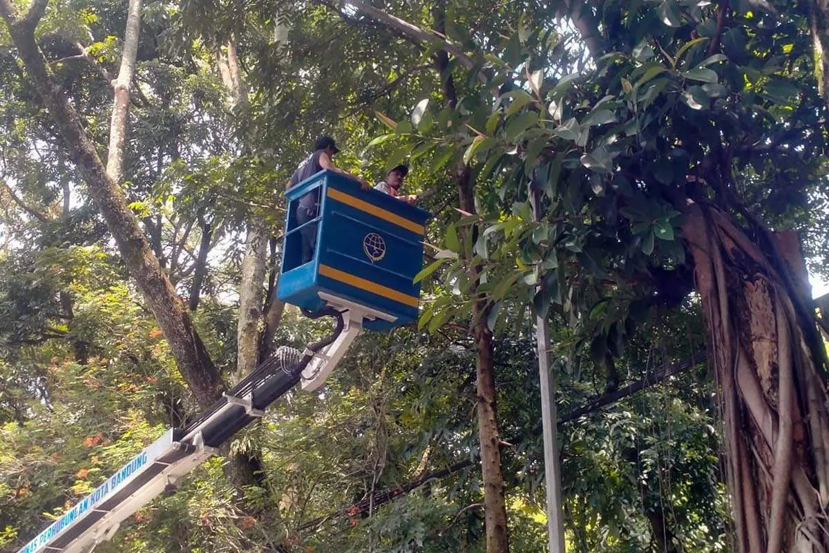 Pemprov Jabar Keluarkan Surat Edaran Penebangan dan Pemangkasan Pohon Harus  Dapat Izin Gubernur