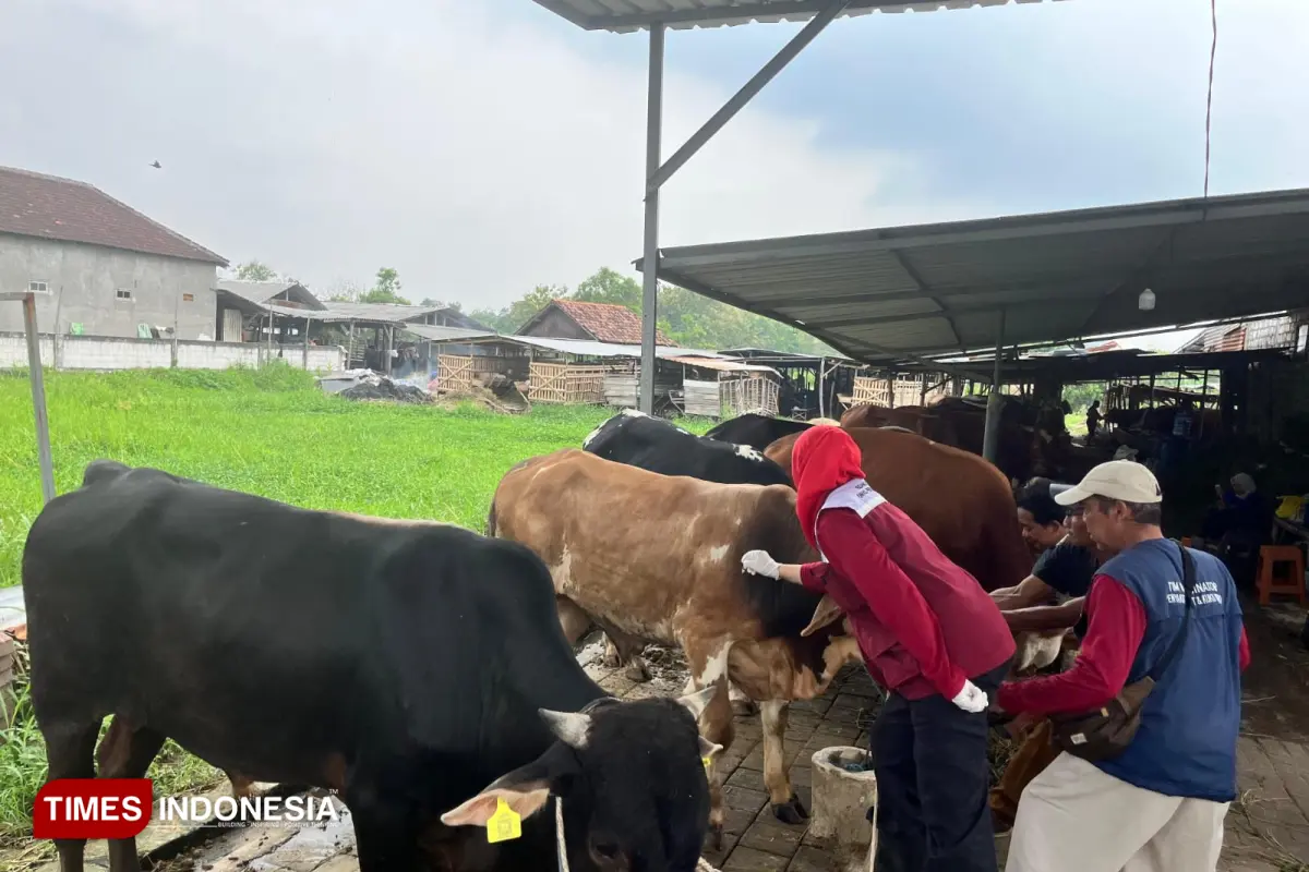 Jelang Idul Adha, Dinas Peternakan Gresik Gencarkan Vaksinasi Ternak