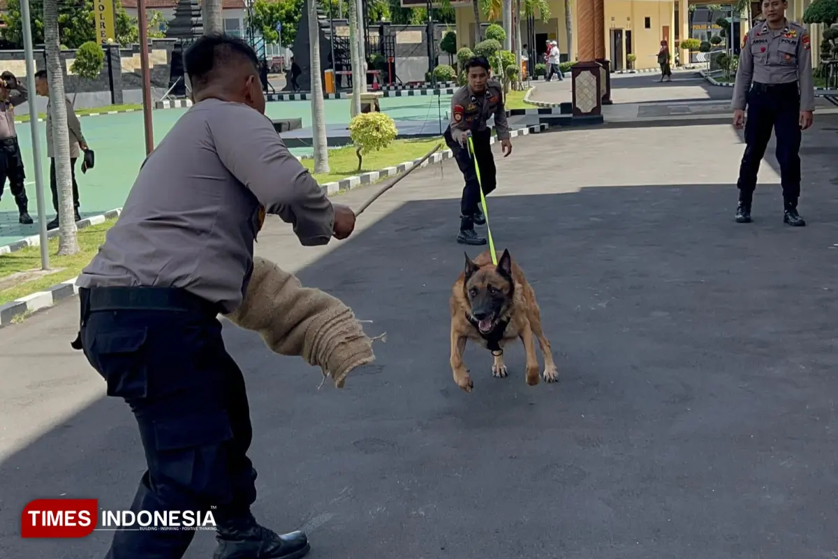 Mengintip Latihan ‘Kim’, Anjing K9 Polresta Banyuwangi Spesialis Pelacak