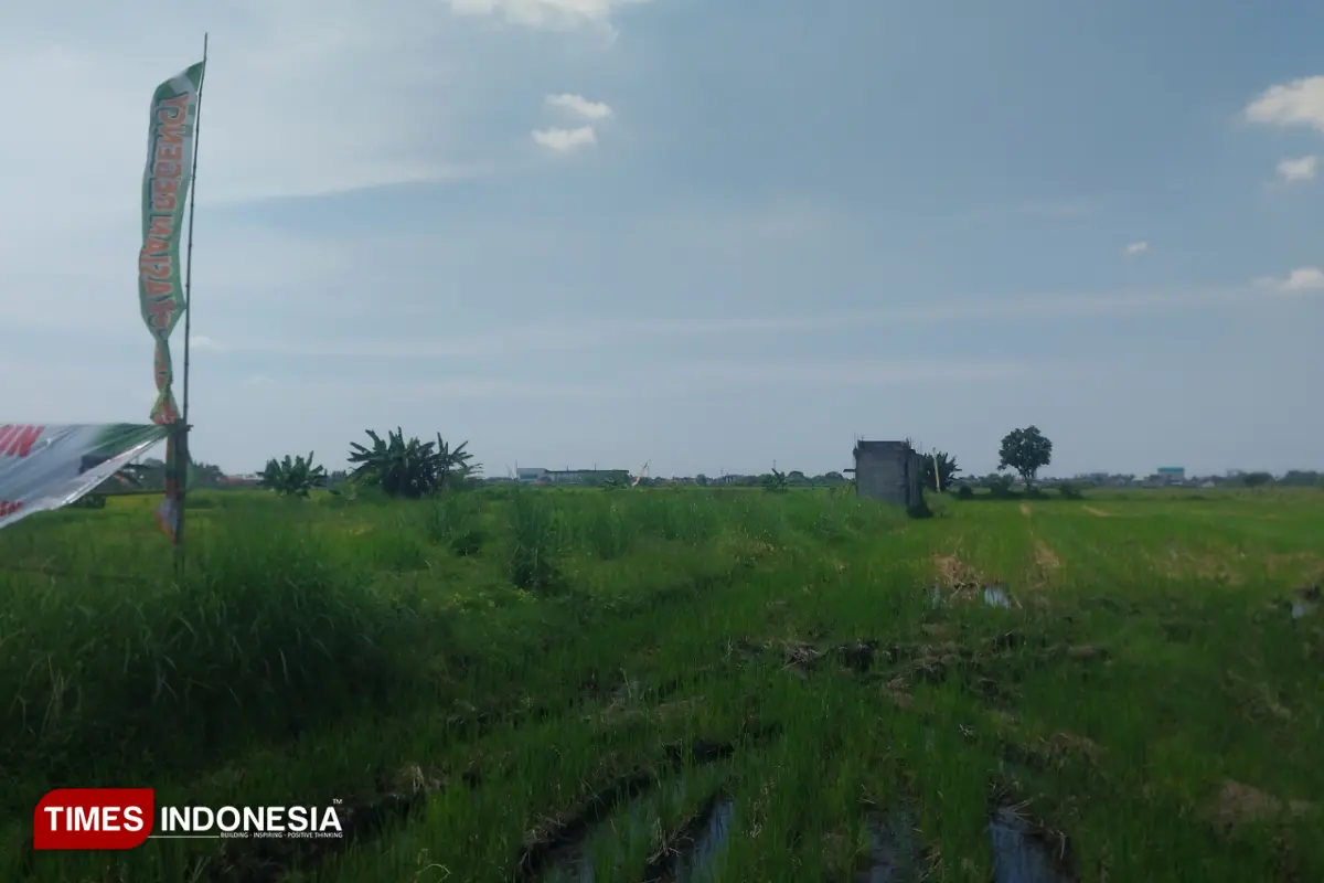 Pertumbuhan Pertanian Sidoarjo Anjlok, Realisasi Hanya 44 Persen