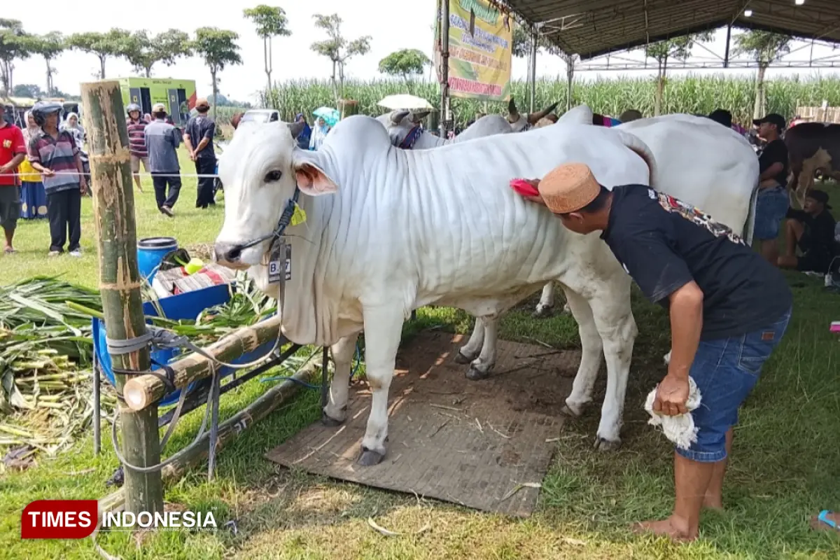 Ratusan Sapi Unggulan Tampil di Kontes Ternak Kediri