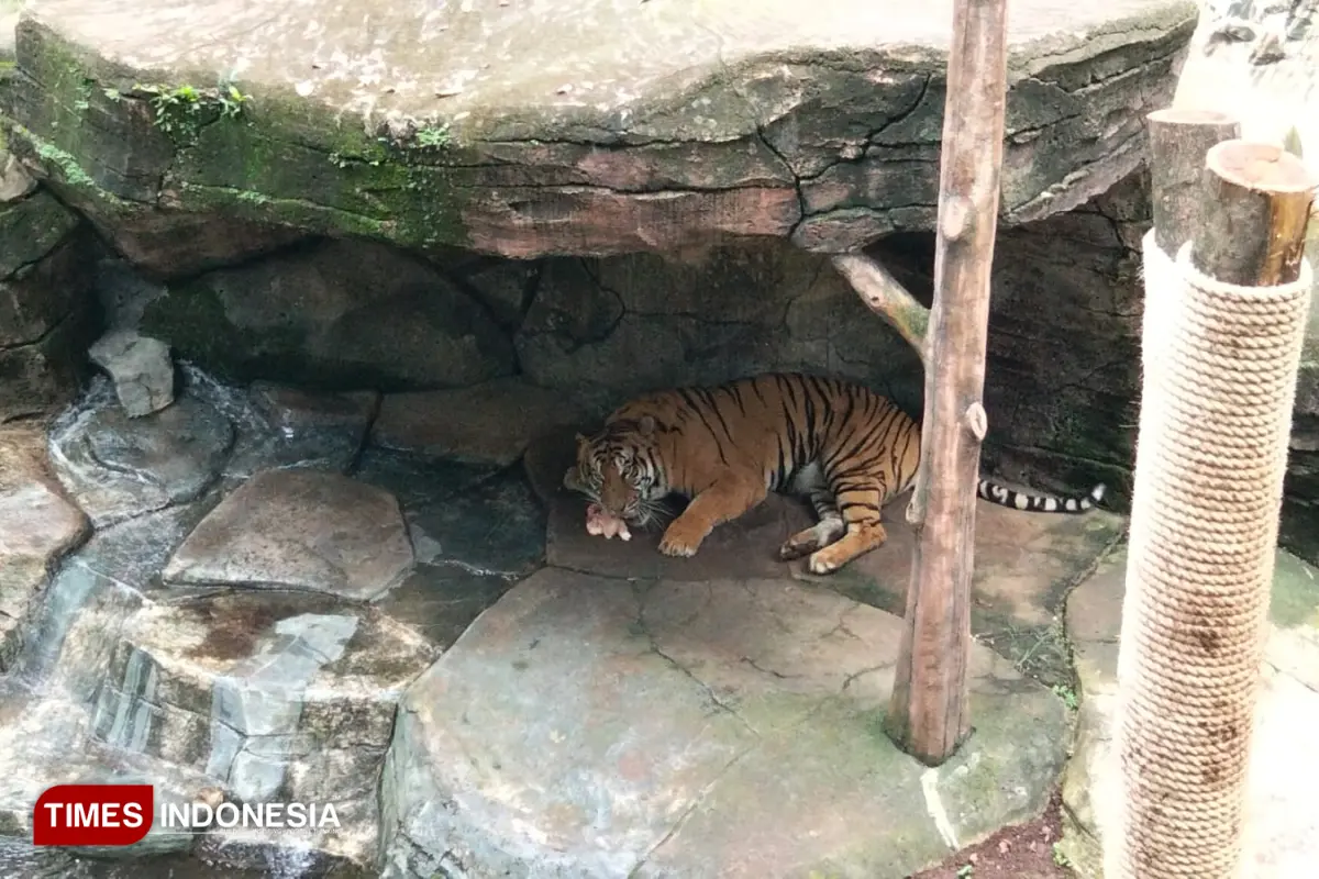 Pemprov Jabar Siap Ambil Alih Bandung Zoo, Prioritaskan Konservasi dan Nasib Pegawai
