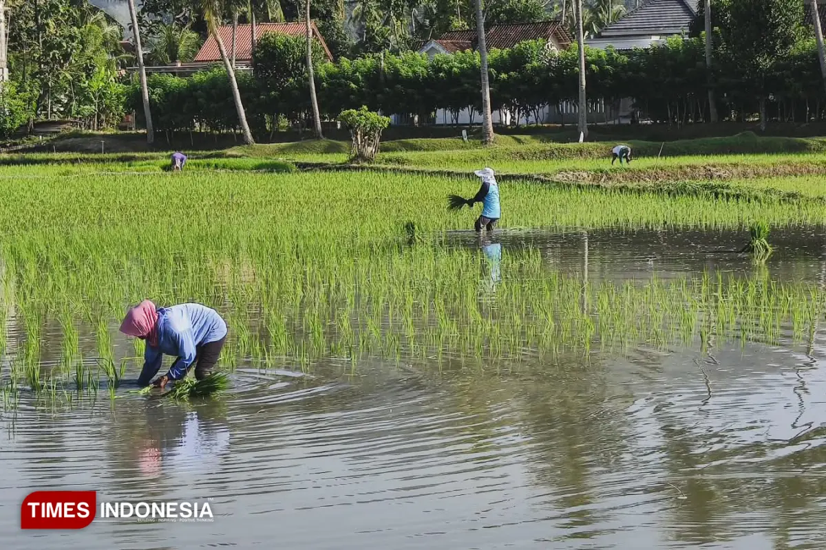Beda Pendapat dengan Dinkes, DKPP Pacitan Klaim Tikus Sawah Tak Sebarkan Leptospirosis