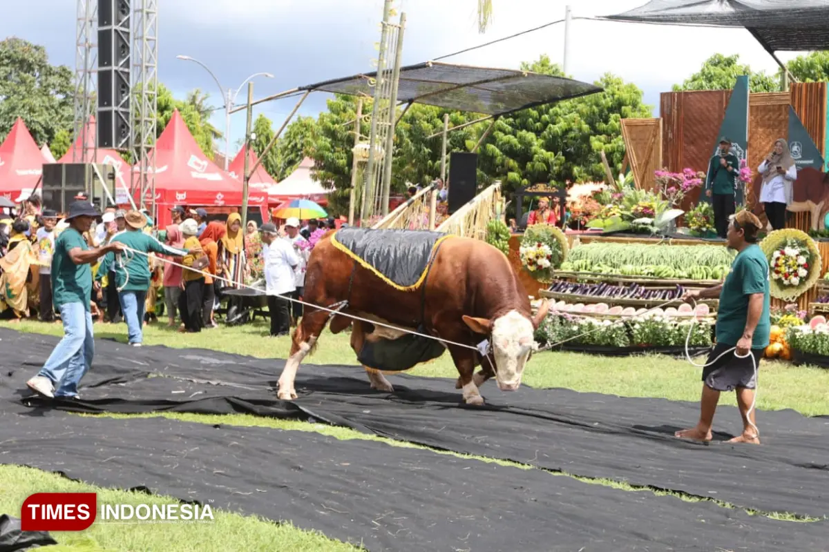 Ratusan Sapi Raksasa Unjuk Gigi di Kontes Ternak Banyuwangi 2026