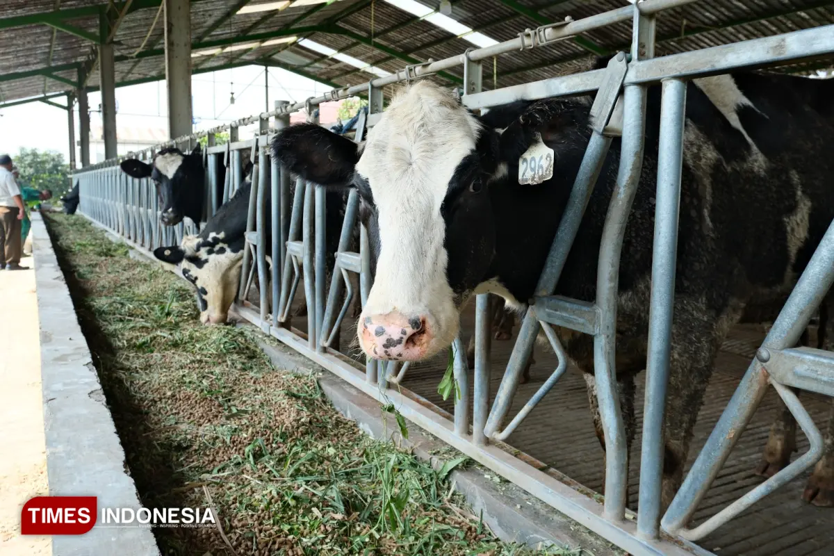 Kolaborasi Industri Makin Nyata, Polbangtan Malang Datangkan 50 Sapi ...
