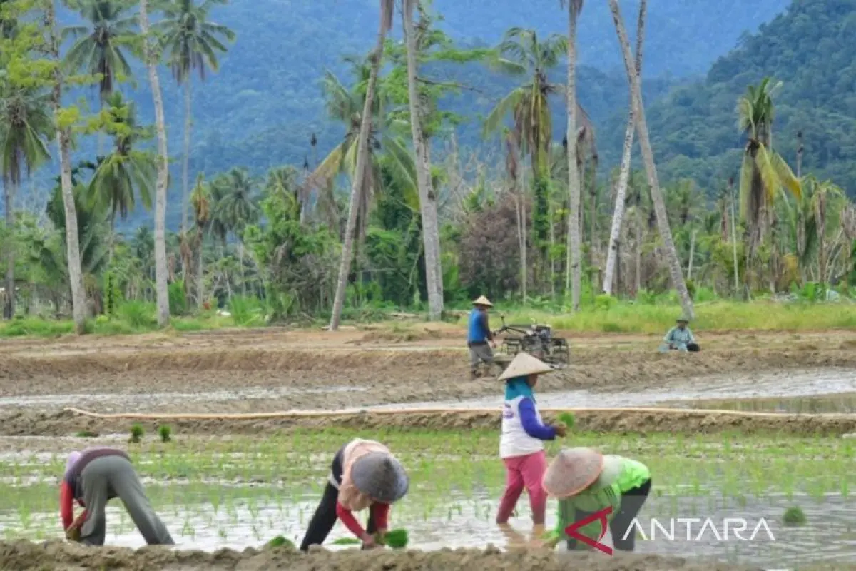 Gerak Cepat Program Oplah, Cara Padang Pariaman Pulihkan Sawah Terdampak Bencana
