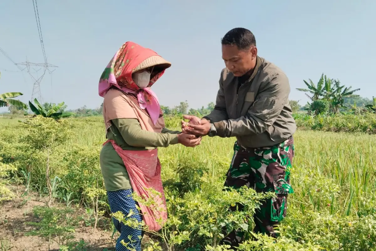 Dari Kebun Cabai Slempit, TMMD 128 Gresik Menumbuhkan Kedekatan dengan Petani