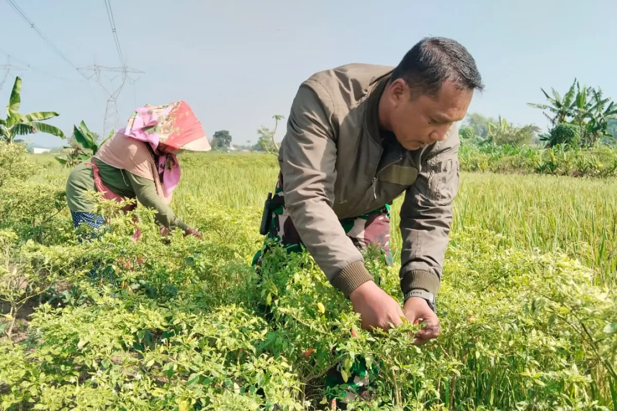 Panen Cabai Bersama Bu Watinah, Kapten Nyoman Hidupkan Semangat TMMD 128 Gresik