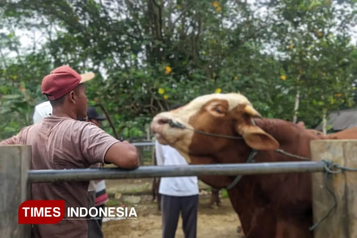 DKPPP Kota Probolinggo Catat Kenaikan Harga Hewan Kurban, Vaksinasi PMK Digencarkan