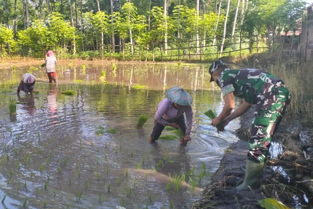 TMMD 128 Probolinggo Dampingi Petani Maron Kidul, Perkuat Ketahanan Pangan Nasional