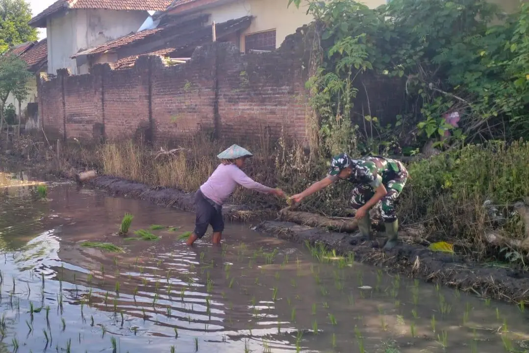 TMMD 128 Probolinggo Dukung Ketahanan Pangan Lewat Pendampingan Petani Maron Kidul