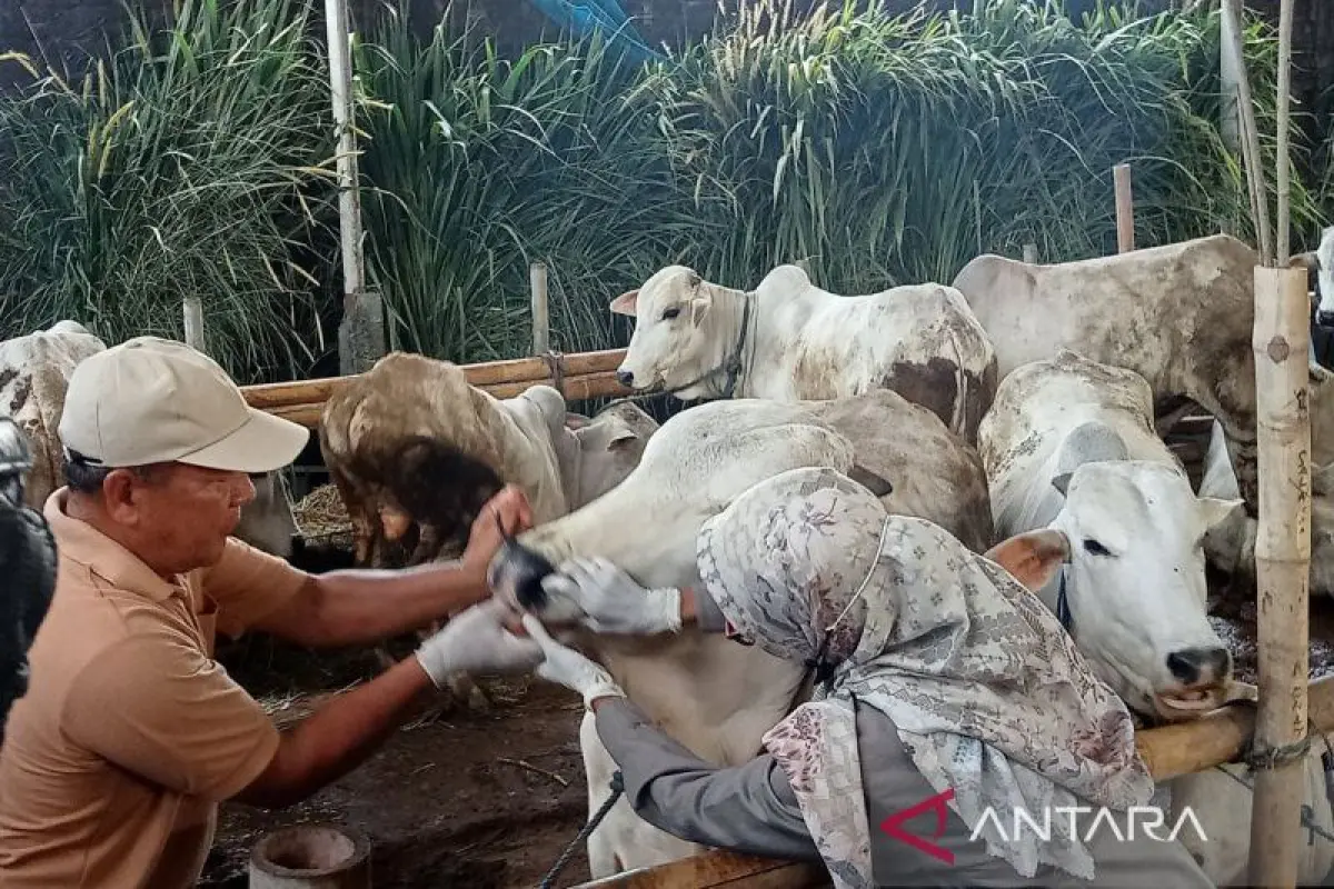 Jelang Idul Adha, DKPP Bantul Perketat Pengawasan Hewan Kurban