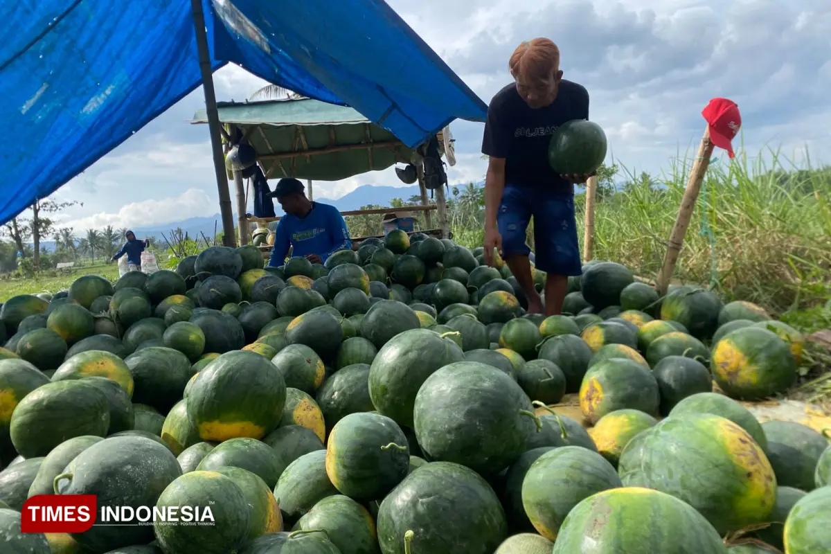 Petani di Bondowoso Panen Raya Semangka, Harga Turun Dibanding Tahun Lalu