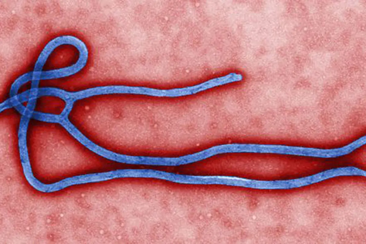 WHO Umumkan Darurat Kesehatan Ebola, Kemenkes Keluarkan Imbauan