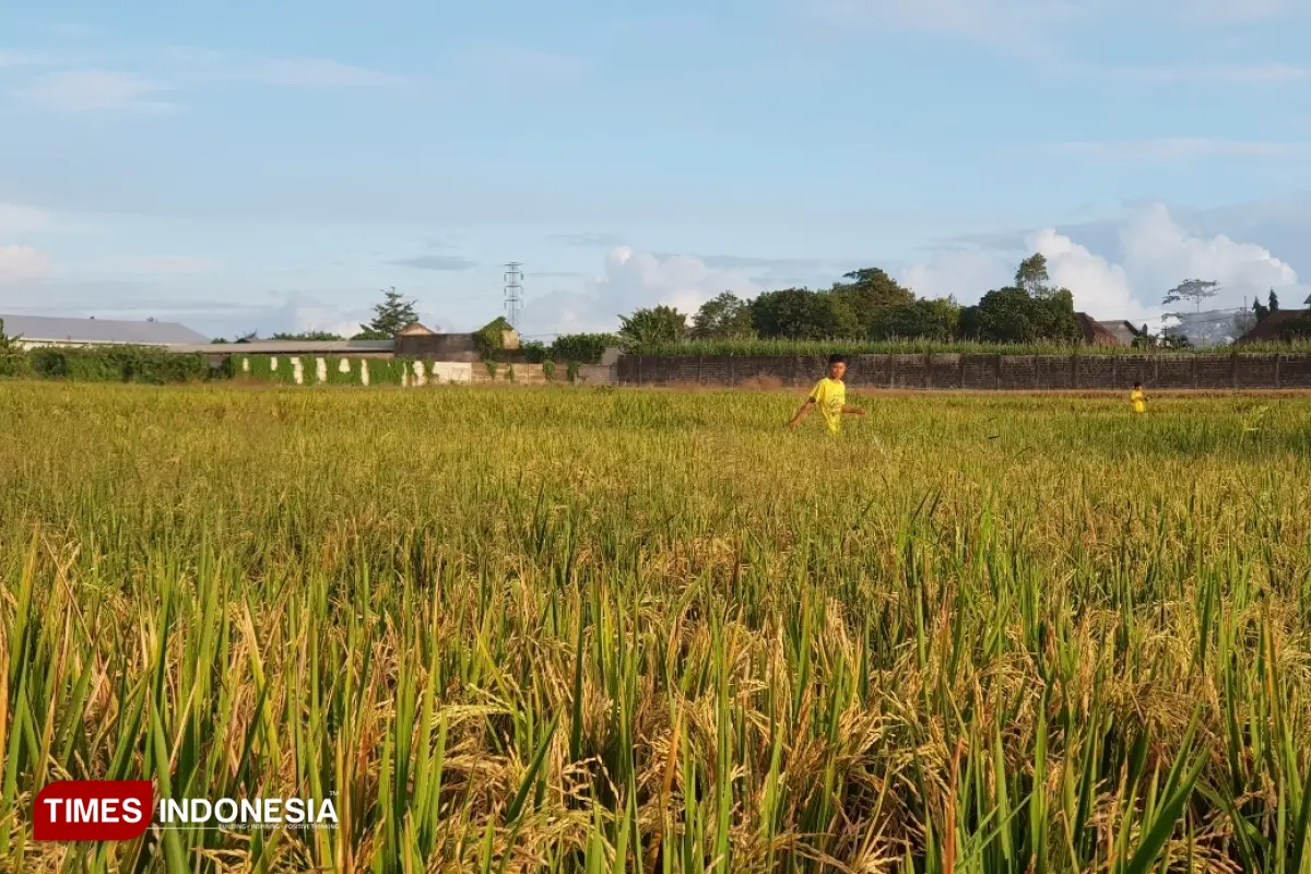 Masuk Musim Kemarau, Produksi Padi di Kabupaten Malang Dipastikan Masih Aman