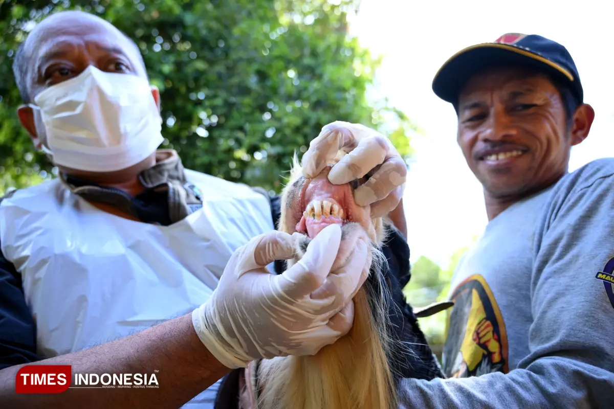 mengecek kondisi hewan kurban 2