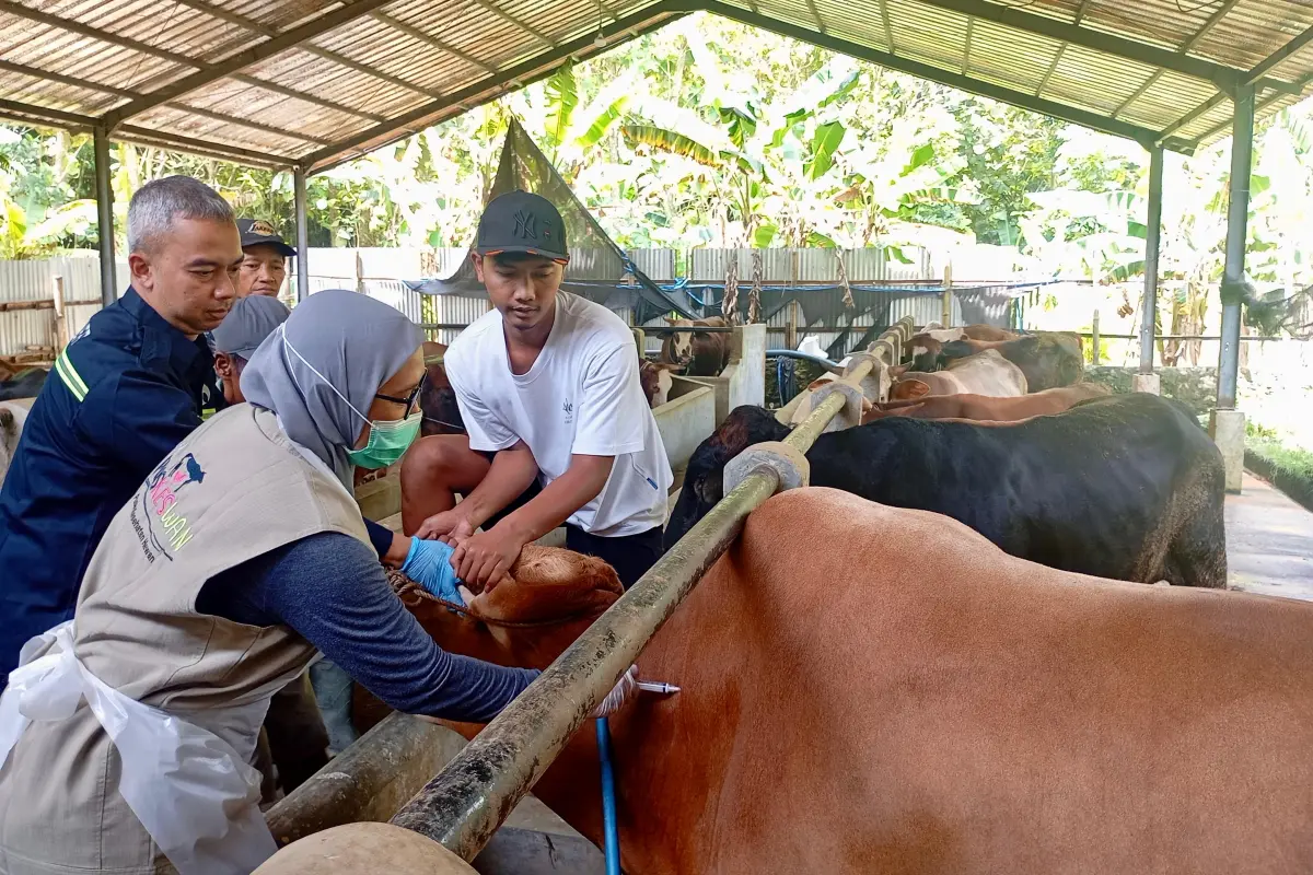 Stok Hewan Kurban di Jateng Surplus, Pengawasan Diperketat Jelang Iduladha 2026