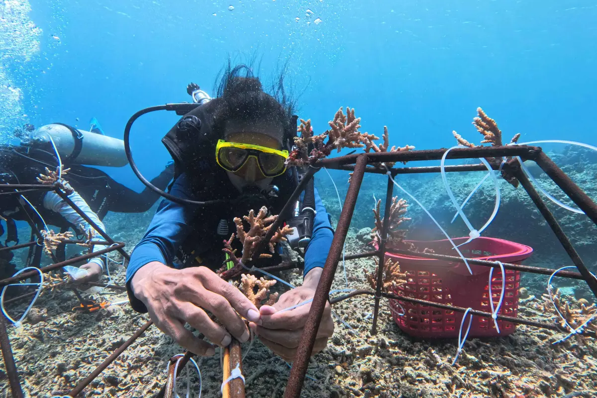 Sahabat Pante Liang Gelar Transplantasi Karang, Jadi Langkah Jaga Laut Negeri Liang