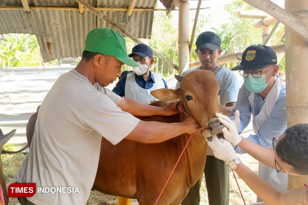 Jelang Idul Adha Disnakkan Bondowoso Cek Kesehatan Ternak di Lapak Hewan Kurban