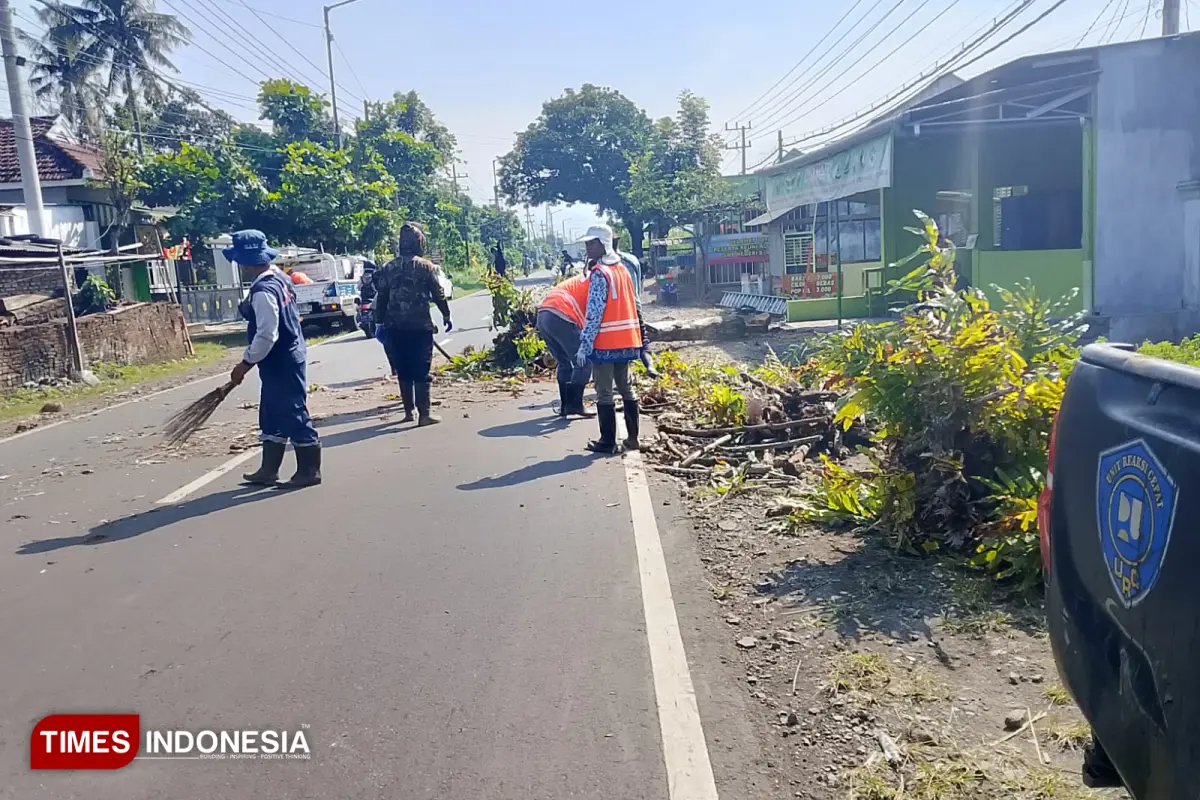 TRC PU Binamarga Jember Gerak Kilat Pangkas Pohon Lapuk 25 Meter di Jalur Semboro-Tanggul