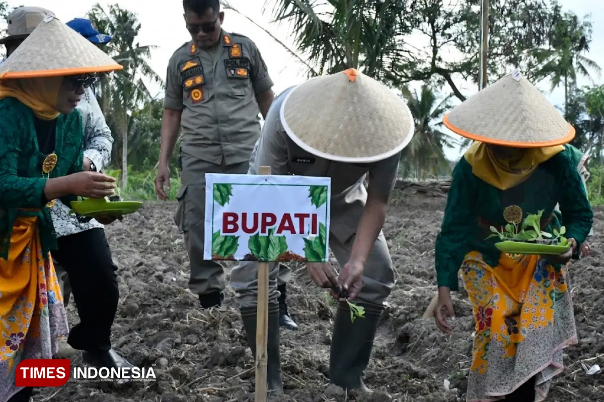 5.000 Petani di Bondowoso Menggantungkan Ekonomi di Sektor Tembakau