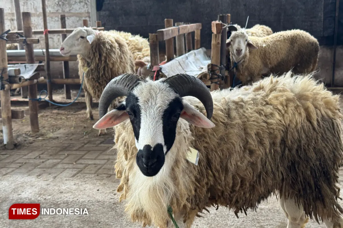 Jelang Idul Adha, Pemkot Jogja Pastikan Hewan Kurban di Pasar Tiban Sehat